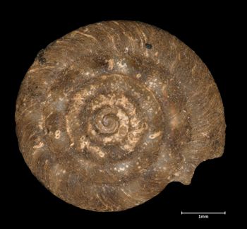 Media type: image;   Malacology 298238 Aspect: apical